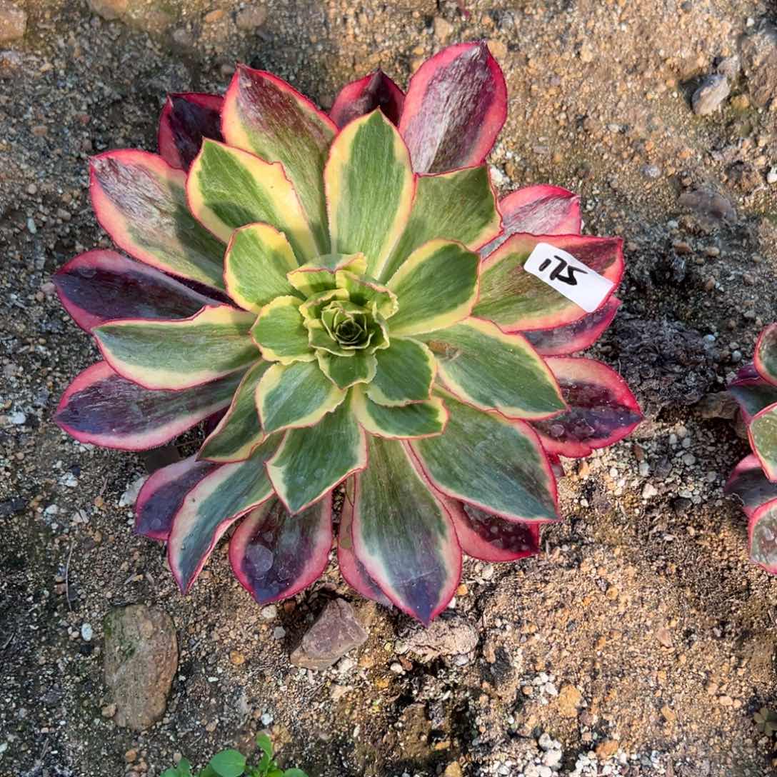 175黑魅影多肉植物1颗