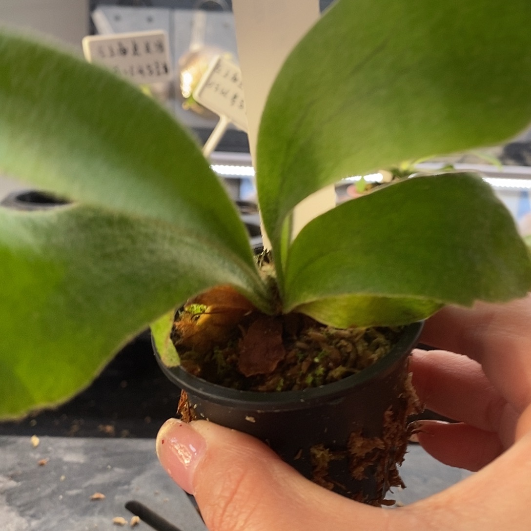无花朵斑比鹿角蕨