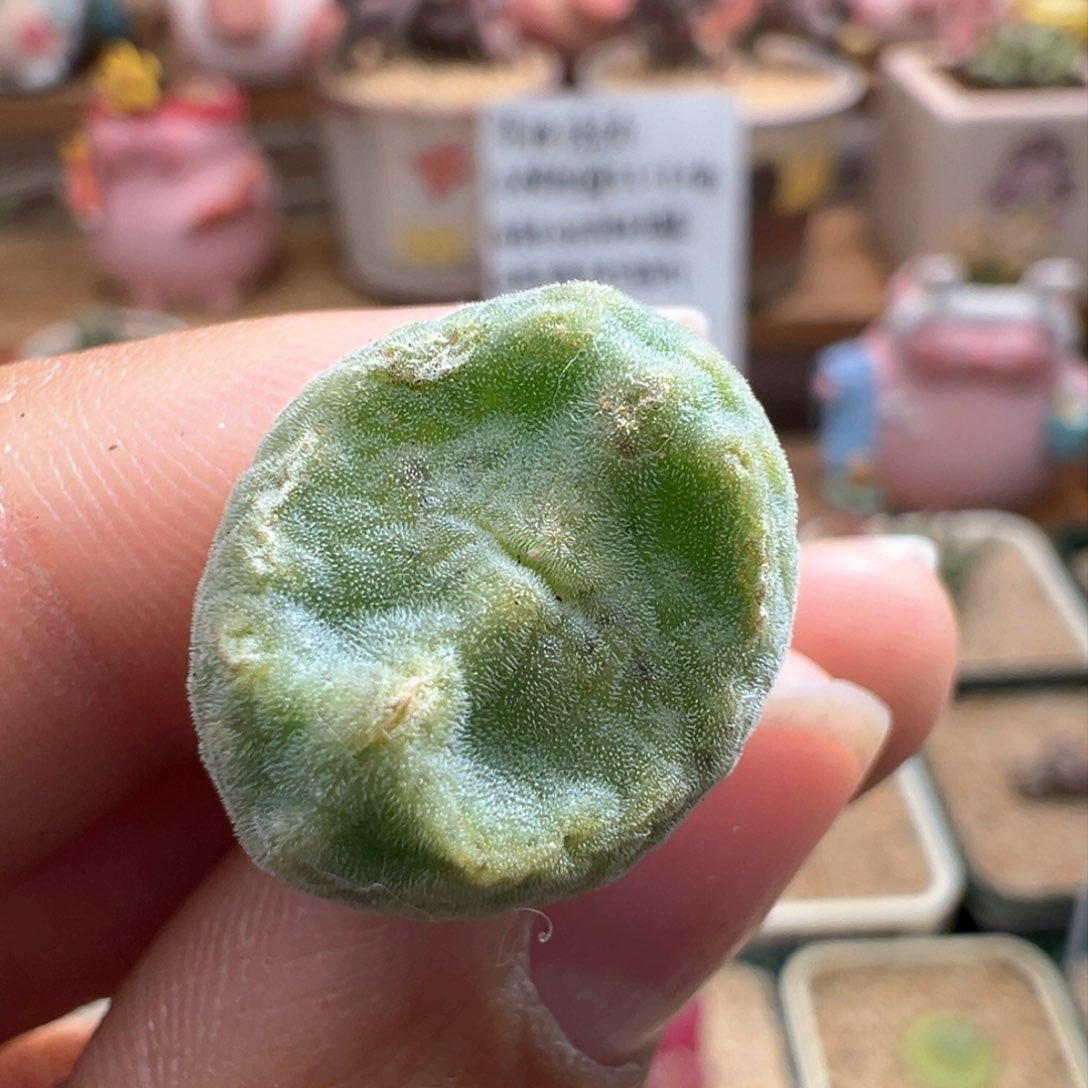 636。鬼脸嘟嘟绿豆糕