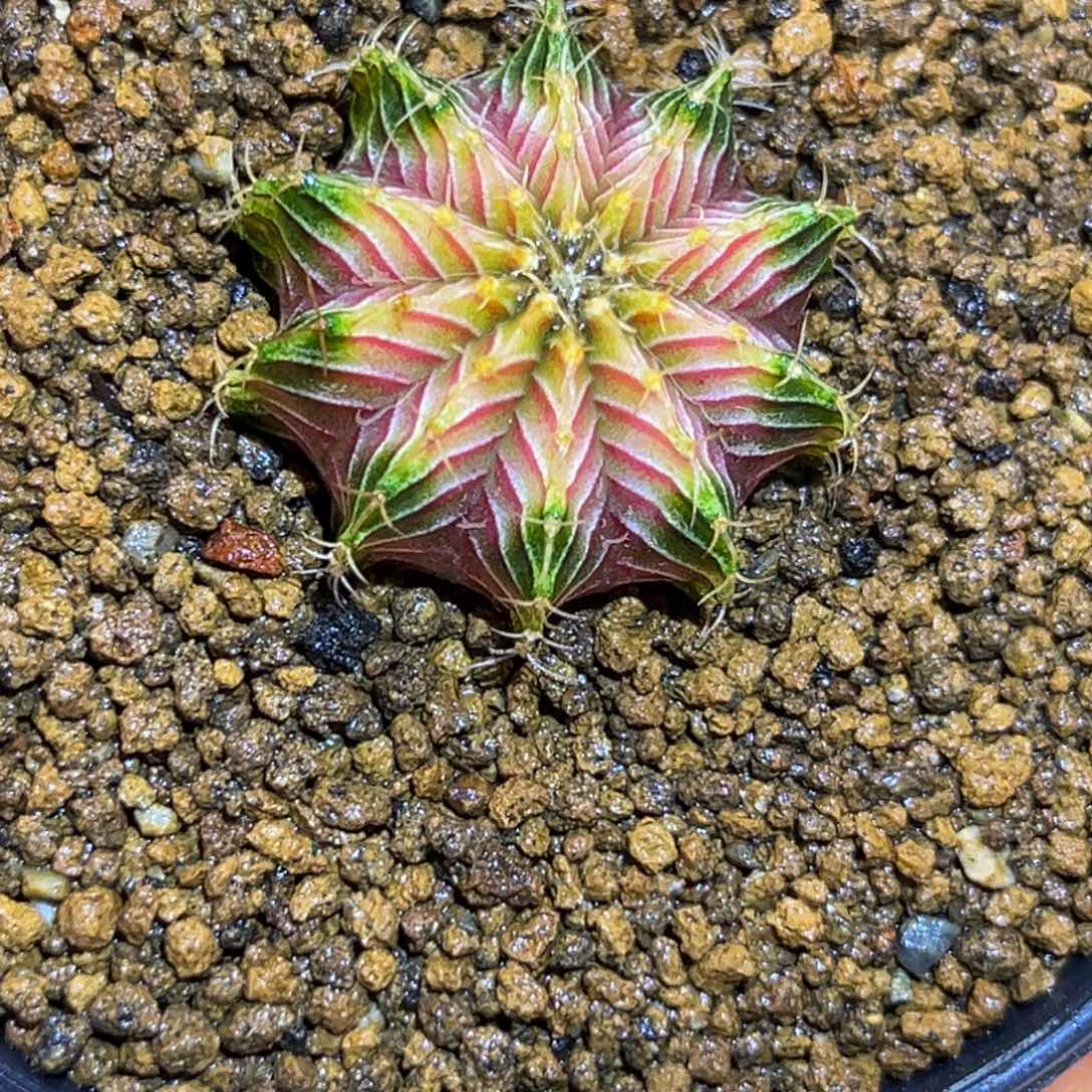 烟花肋骨 米哈仙人球