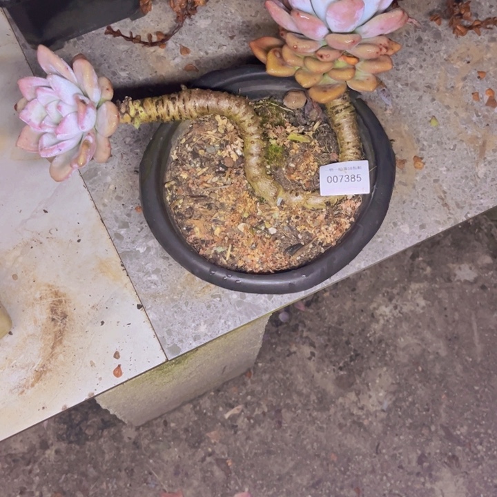 光***狂多肉一物一拍7385