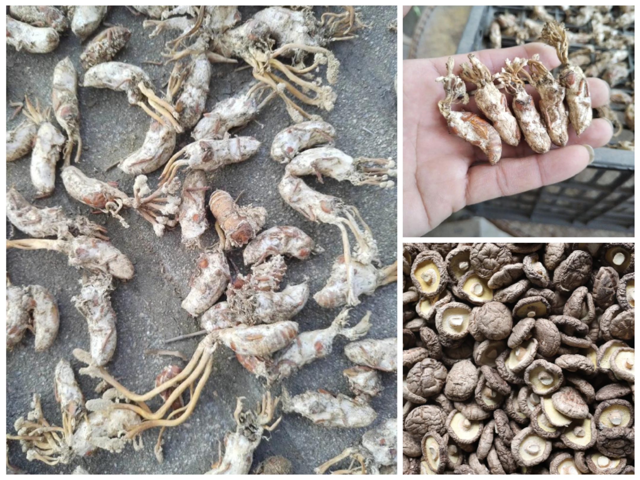 云南土特产～[～金～]非香菇