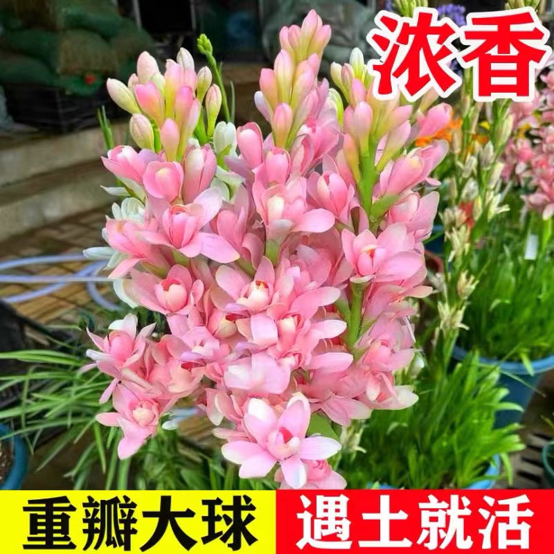 基地直发晚香玉种球花苗浓香型多年生植物室内外庭院四季易种花卉
