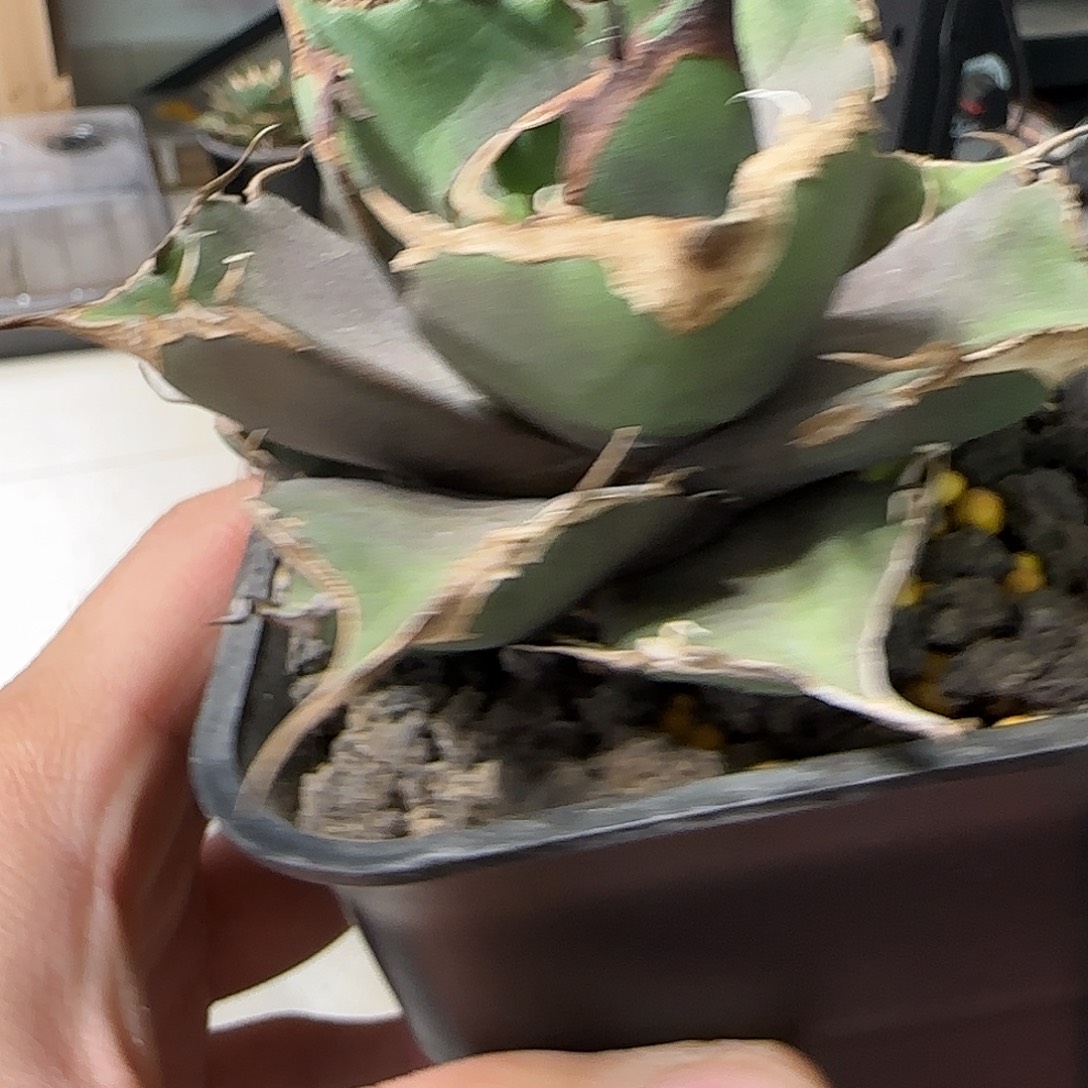 黑豹龙舌兰11111111