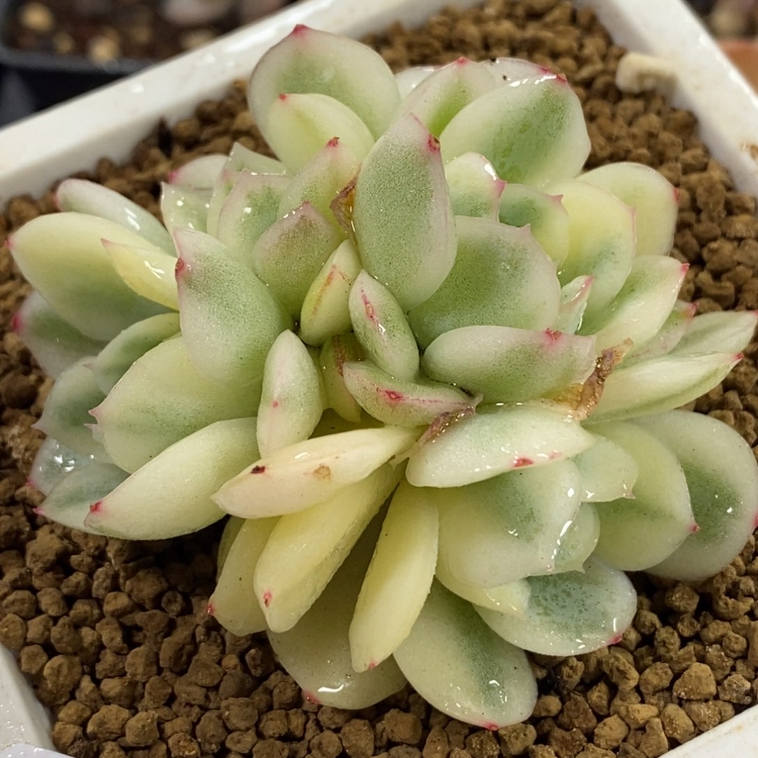 1058草莓冰锦 小方花圃一物一拍