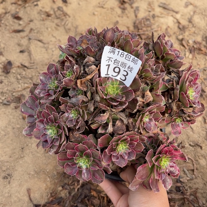 193安娜手捧1号棚北