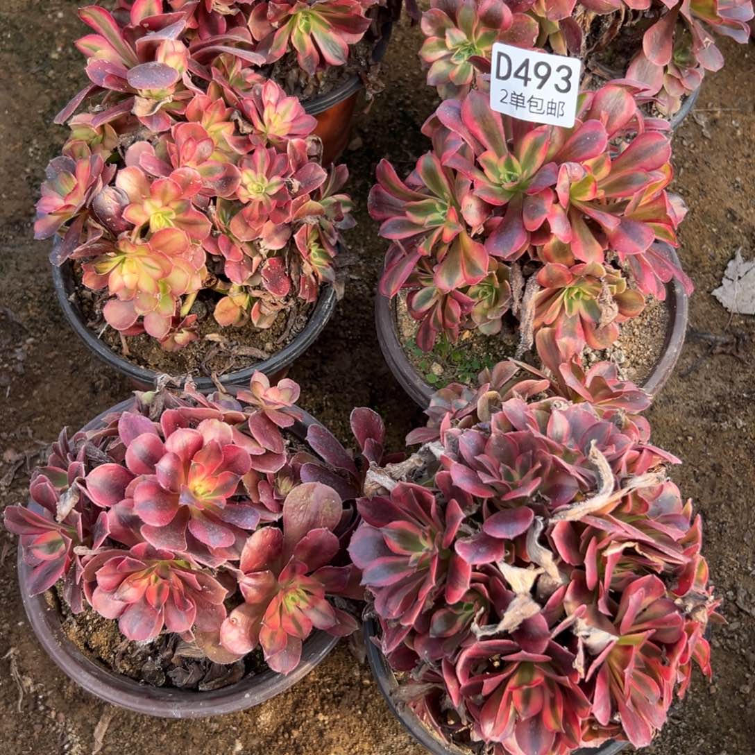 493多肉  6颗不包断头美杜莎砍过头