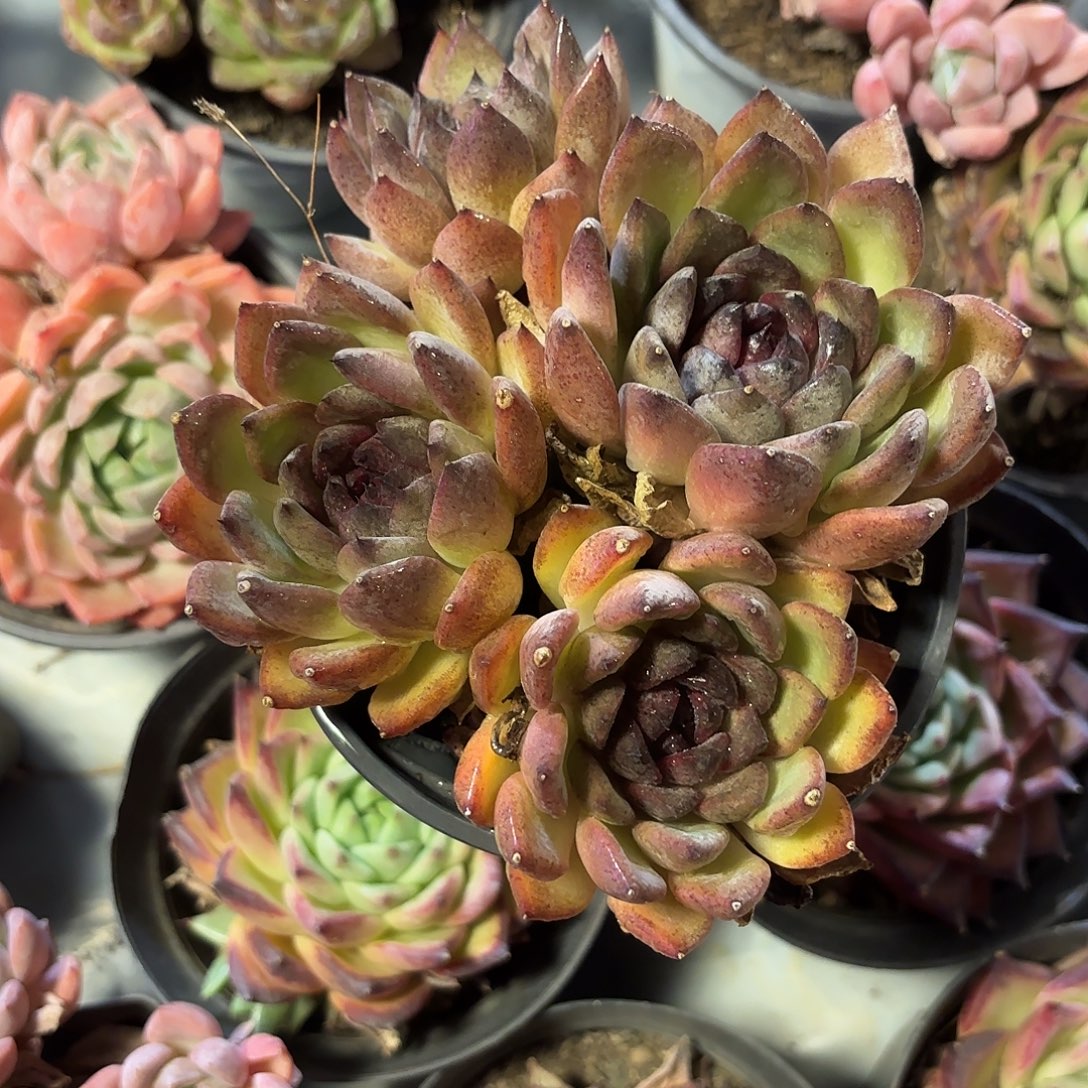 多肉植物啦啦啦啦啦