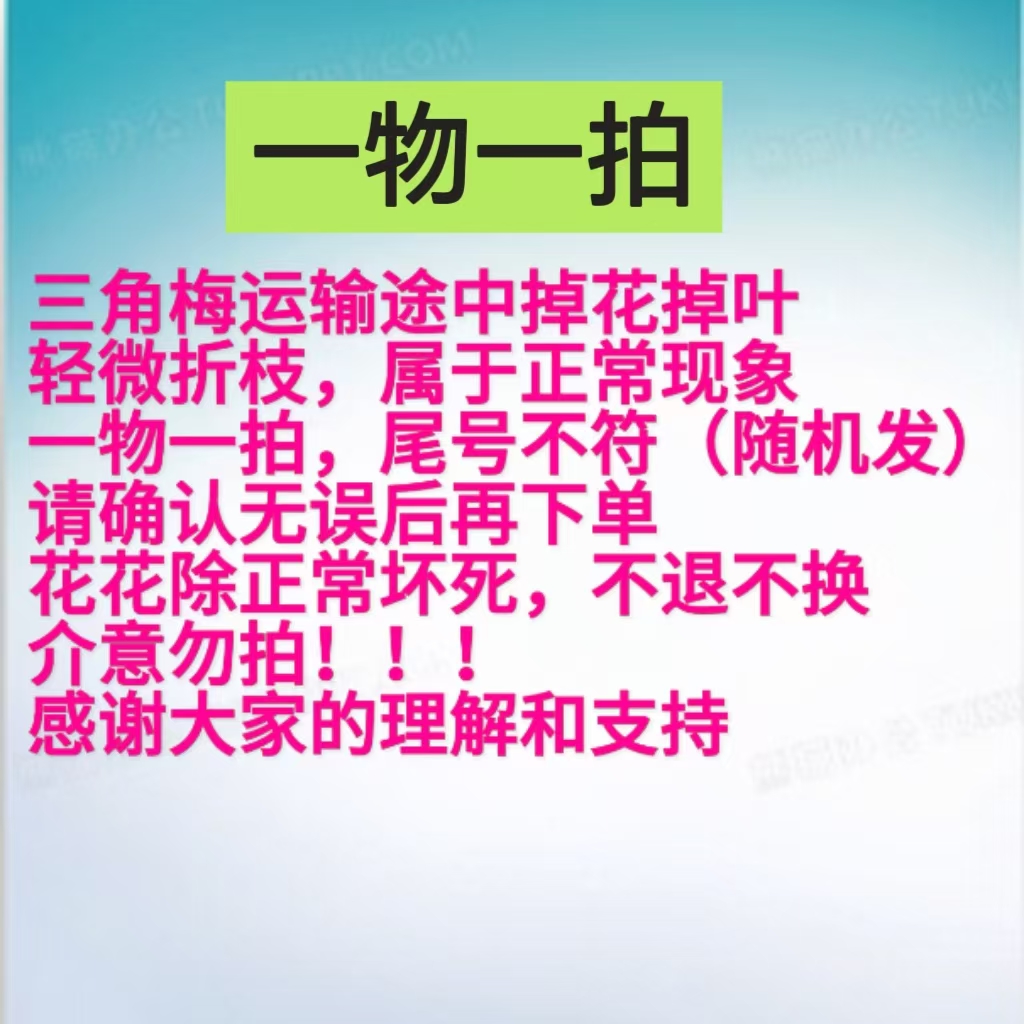 【一物一拍】蓉姐花卉三角梅运输途中落花落叶光杆轻微折枝介意勿拍