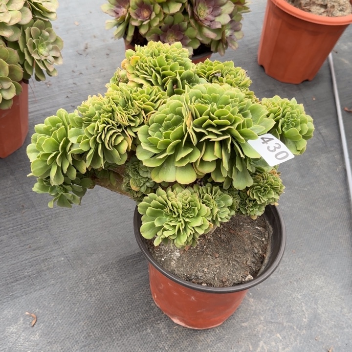 ᨳ***ഒ多肉植物绿羊绒缀430