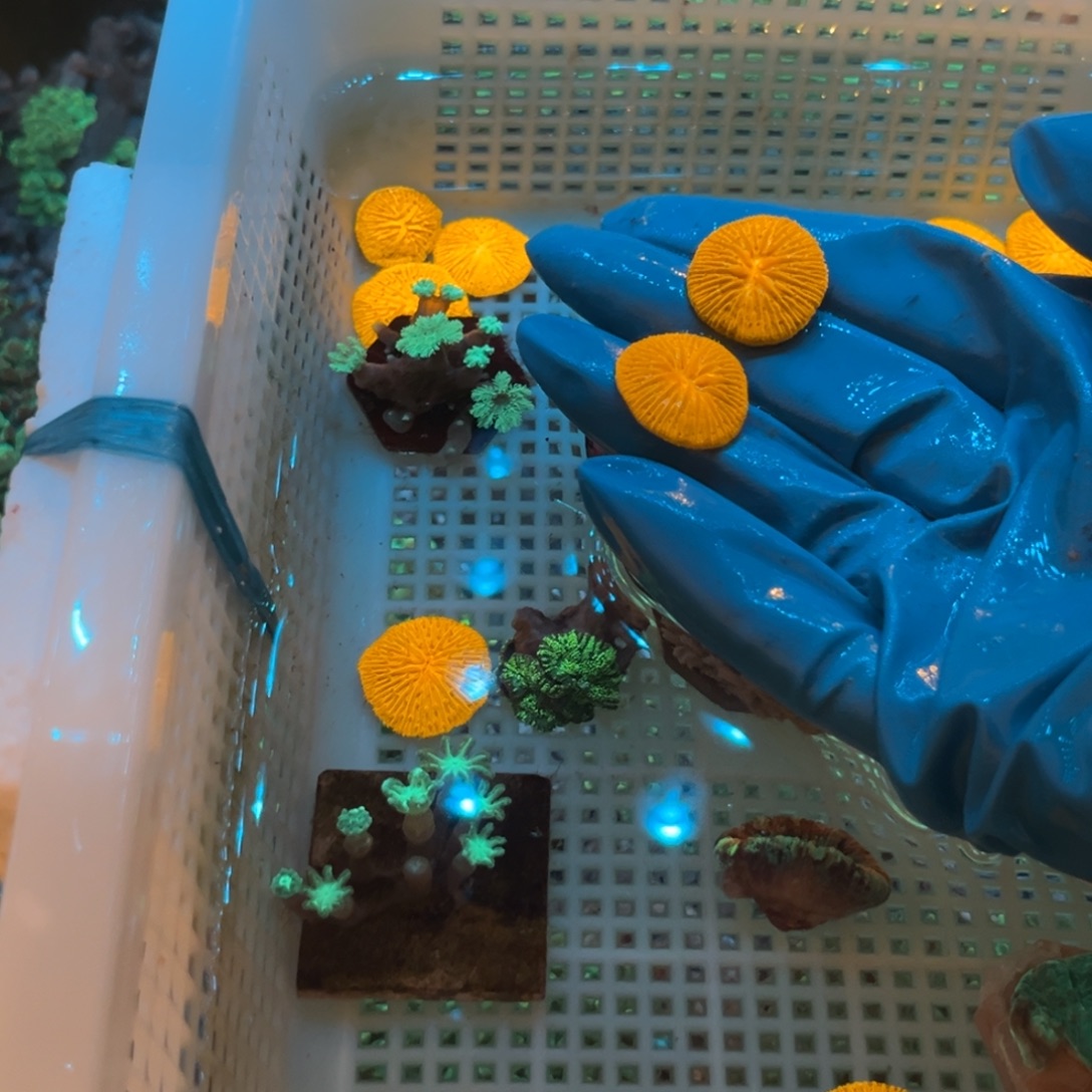 浅***的奶嘴海葵飞盘22222