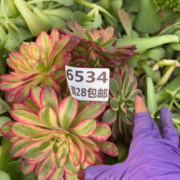 6534无根倾城三号棚V