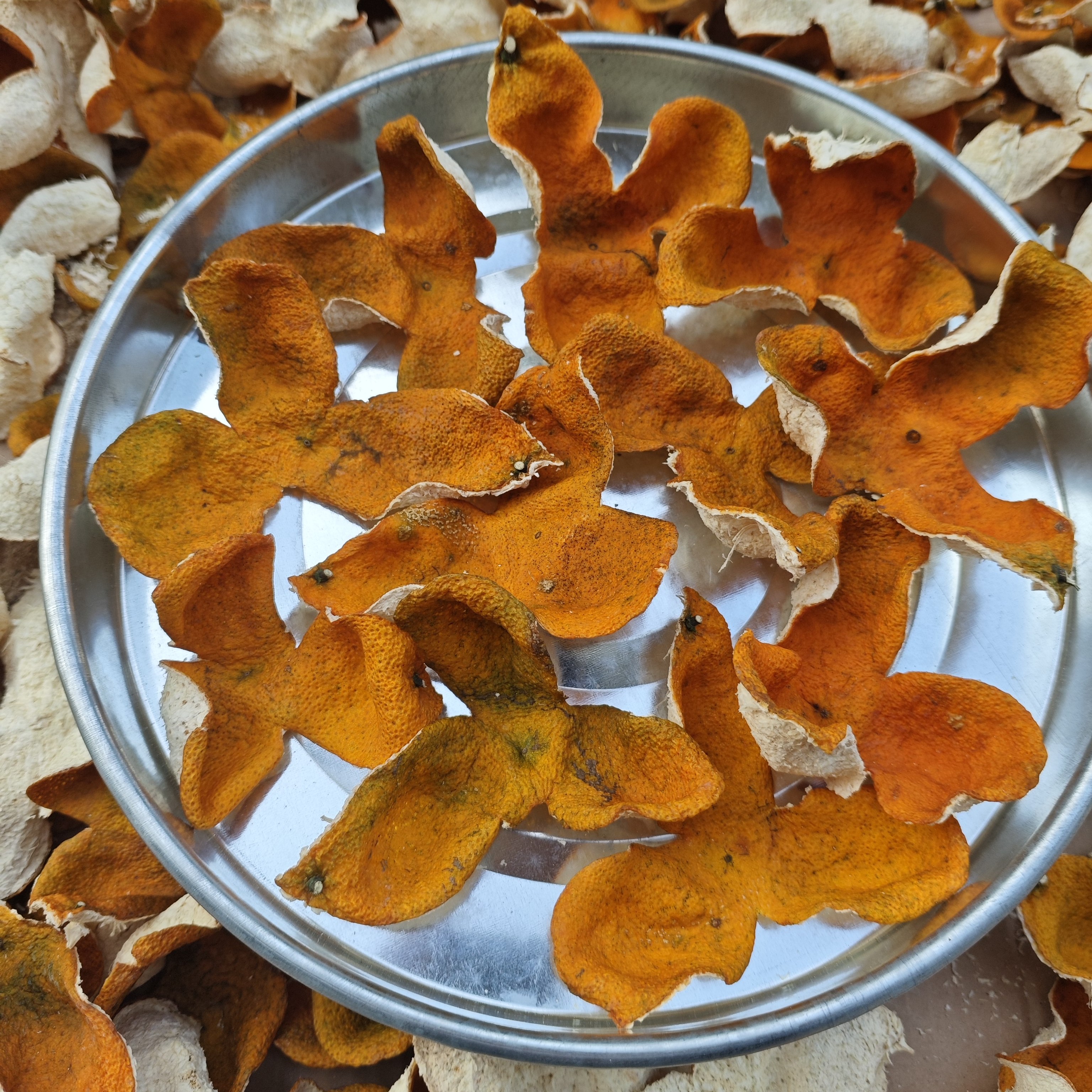 【2025年牛比围圈枝大红】12月老树圈枝大红