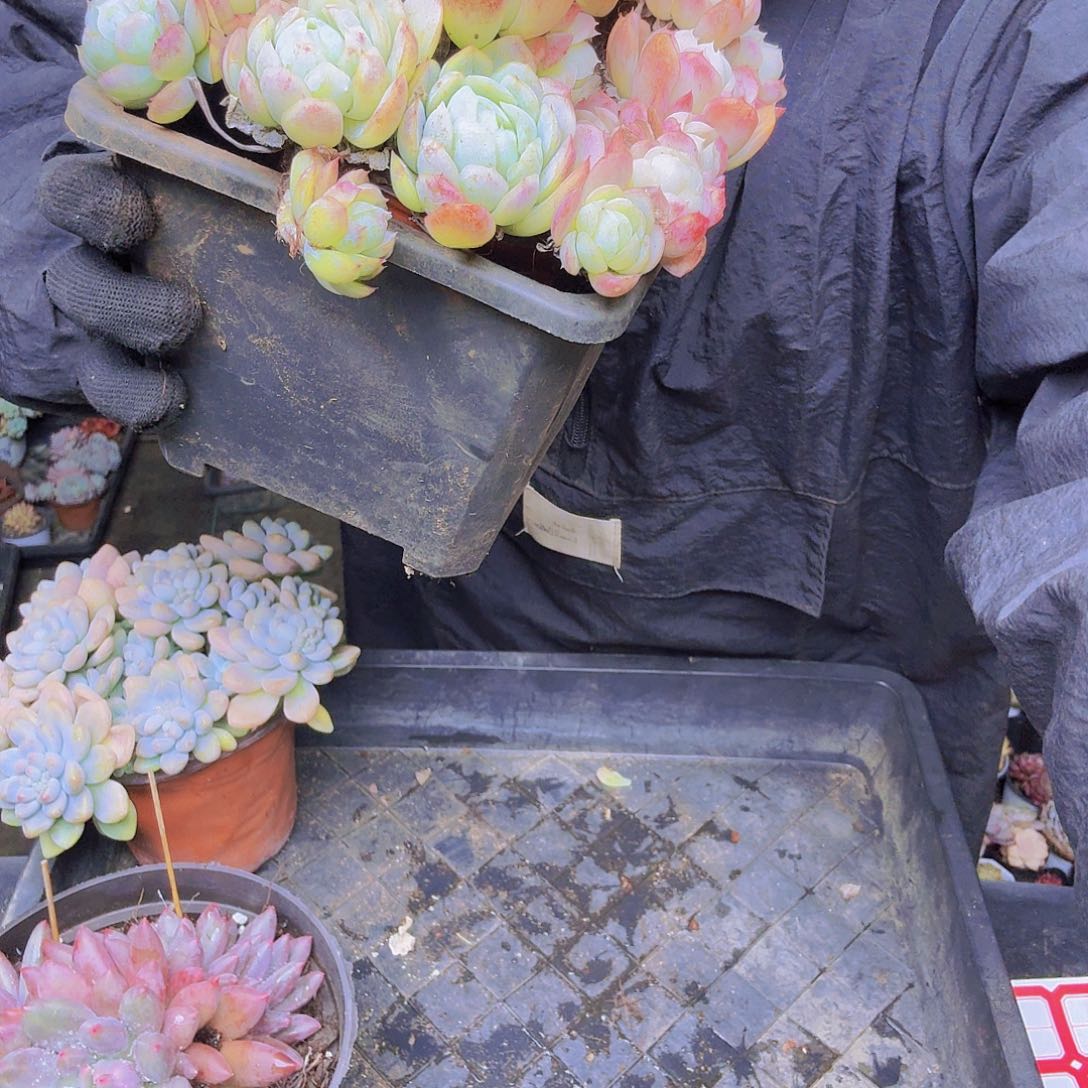 小***儿贝瑞一物一拍寄养