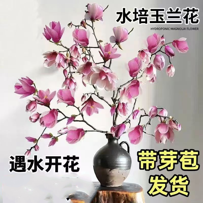 水培玉兰鲜切枝带花苞室内浓香耐寒花卉绿植好养活净化空气