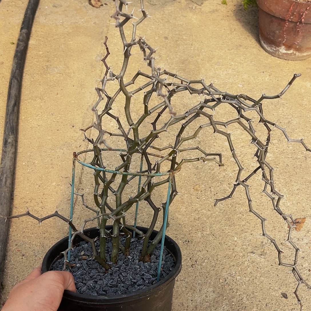 弯曲龙漏，潮流植物