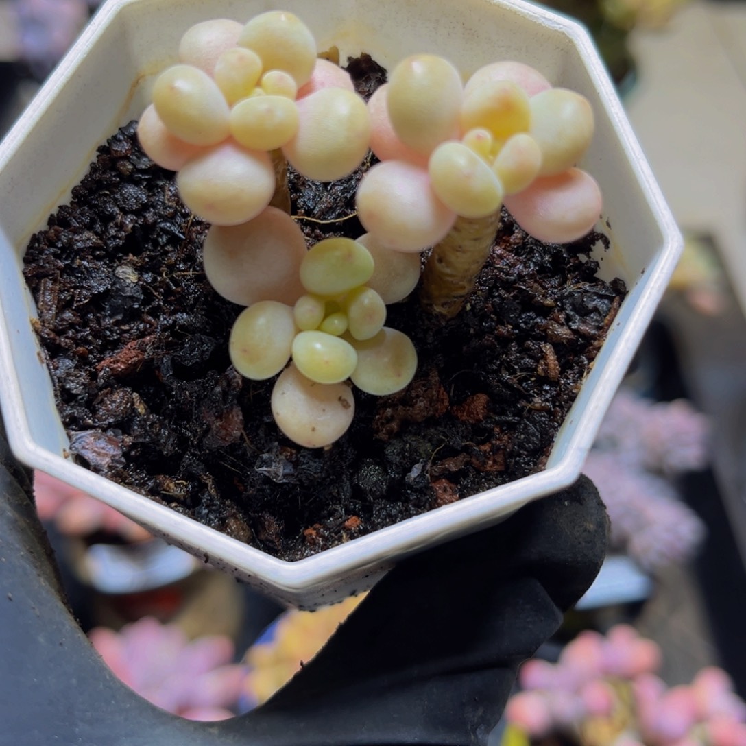 355萤火虫4厘米多肉