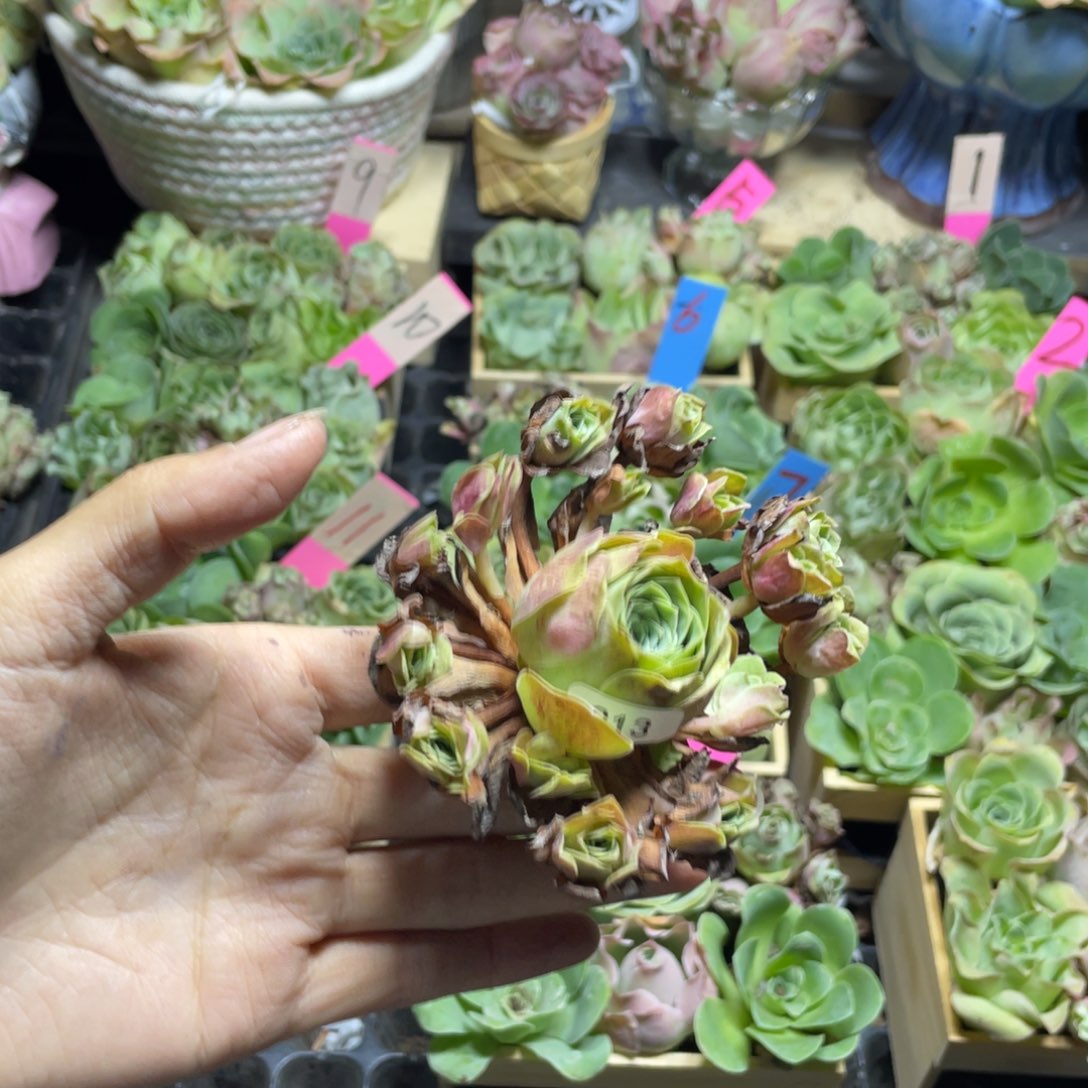 花***香多肉植物山地玫瑰粉萝莉213