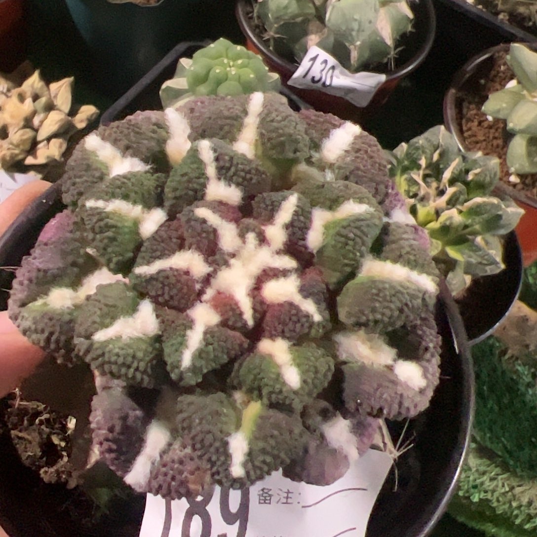 精品大尤黑牡丹仙人球189