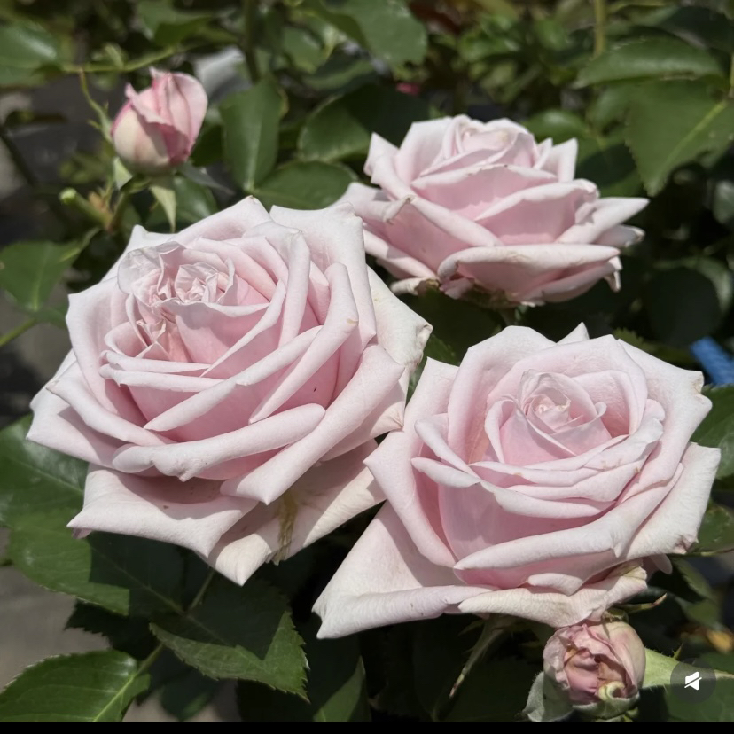 浓香【哈雅】月季 高杯切花 1加仑2.5L根接苗 直立灌木云南发货