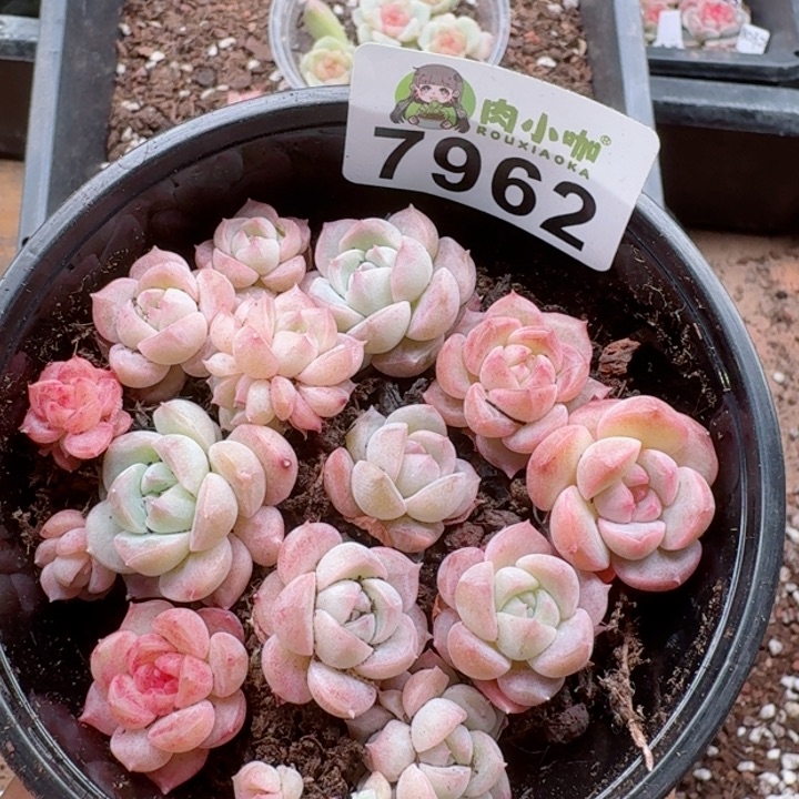 多肉植物多肉植物