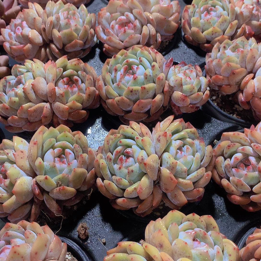 双头天使橙246789990000