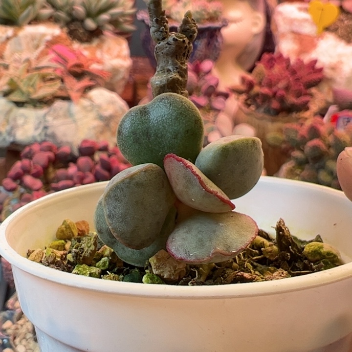 吖****?可以说是我的最爱
