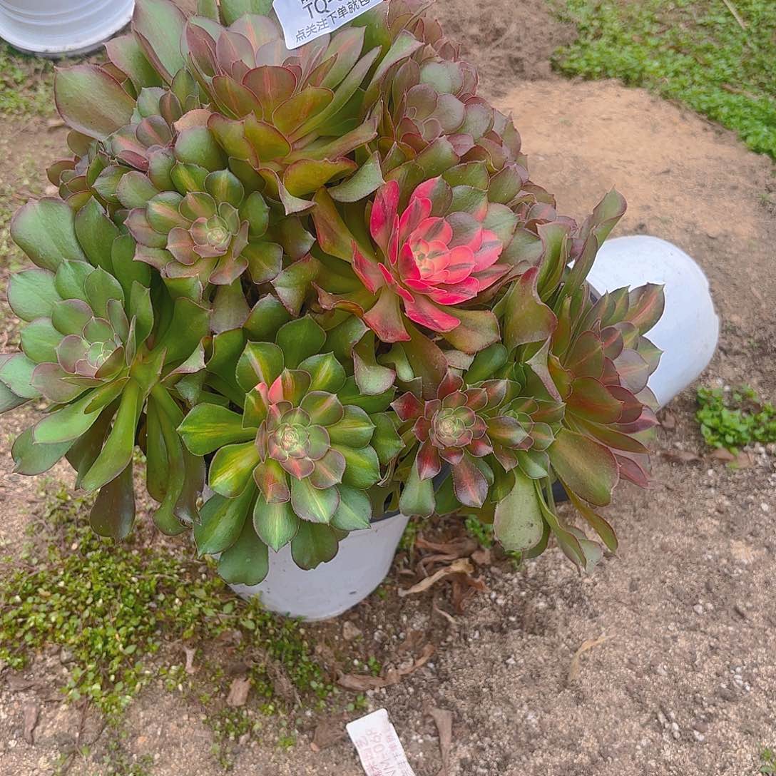 绍花脸多肉植物老庄60