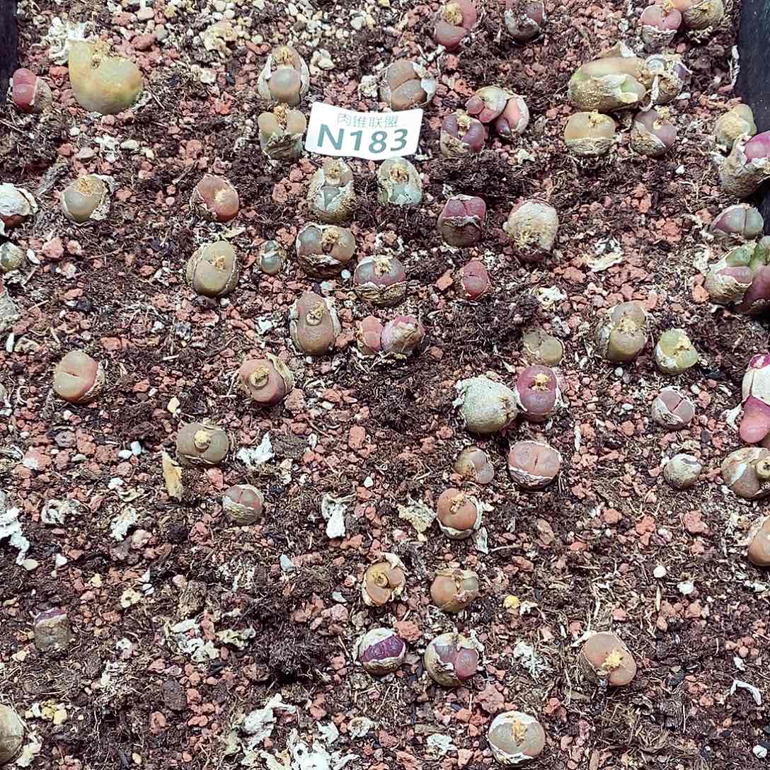 183超毛呃呃呃呃呃呃呃呃呃呃呃呃呃