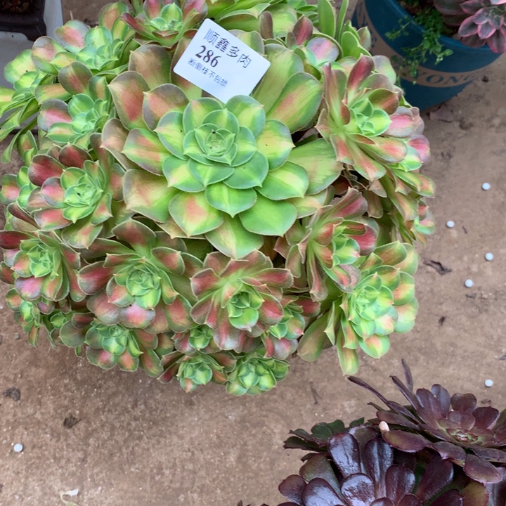 286韶华多肉植物特价