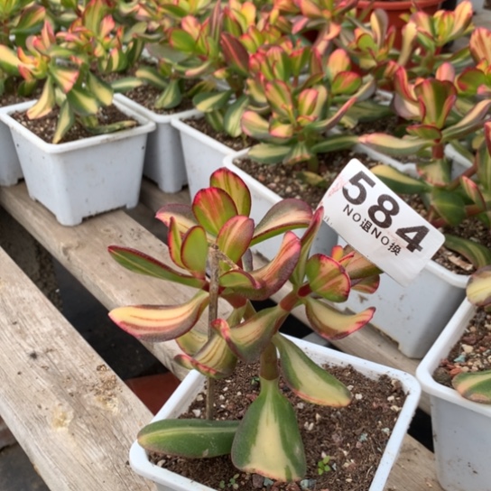 584 卷叶脱土发货