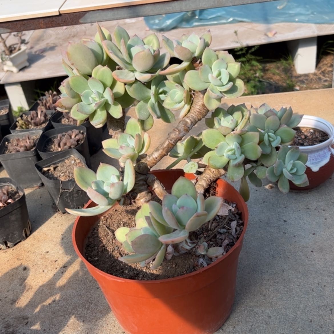【闪购商品】无花朵時**轉