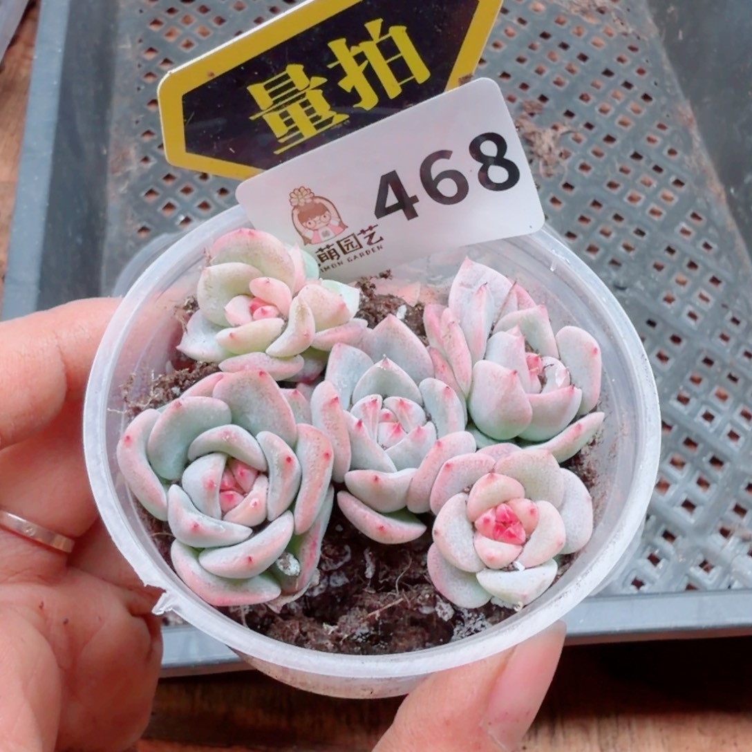 多肉植物多肉植物