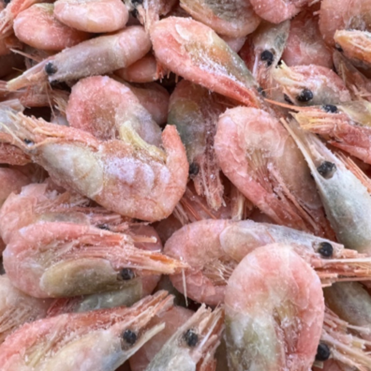 北极甜虾一百五斤