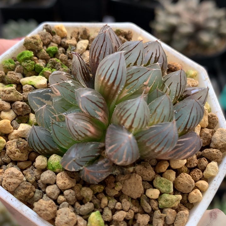 霓虹灯玉露锦带盆土