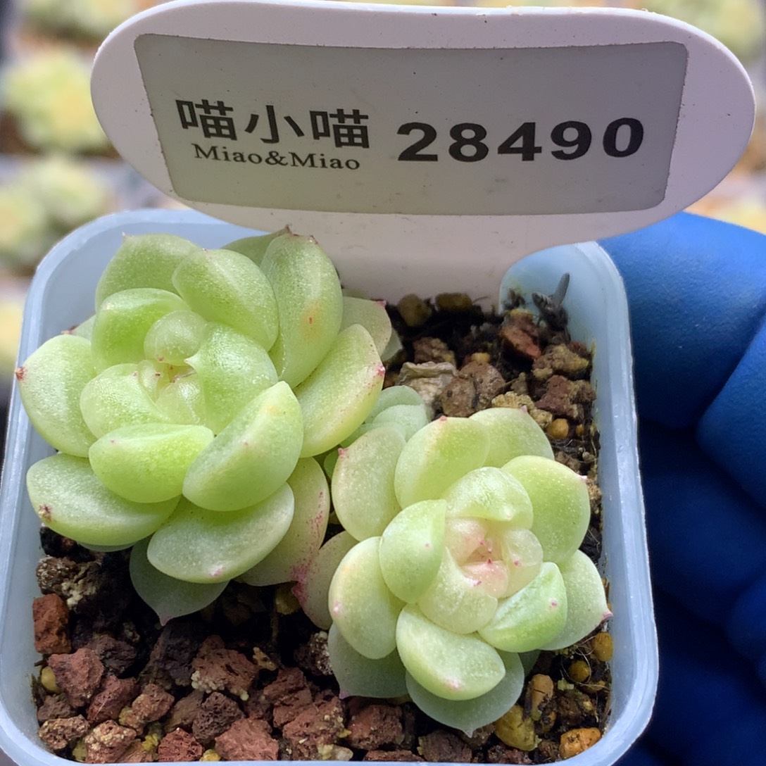 多肉植物杂交珍妮