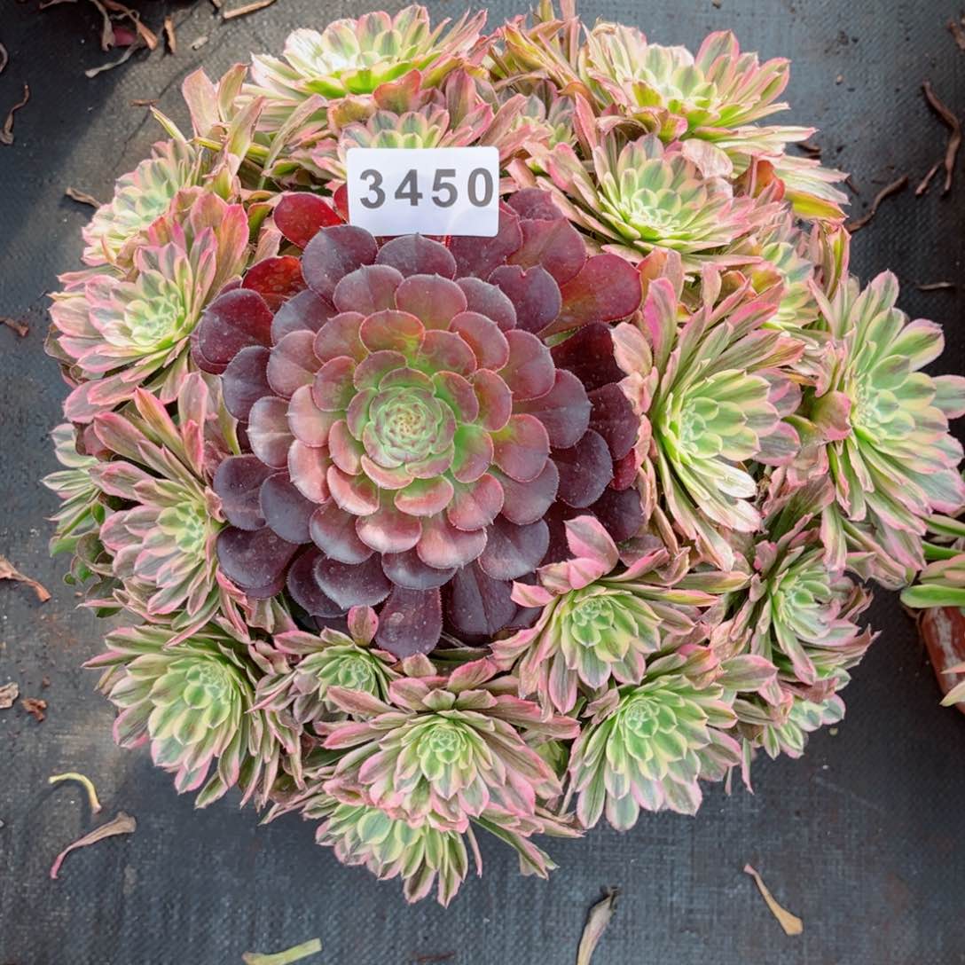 糖果炮弹多肉发货发货