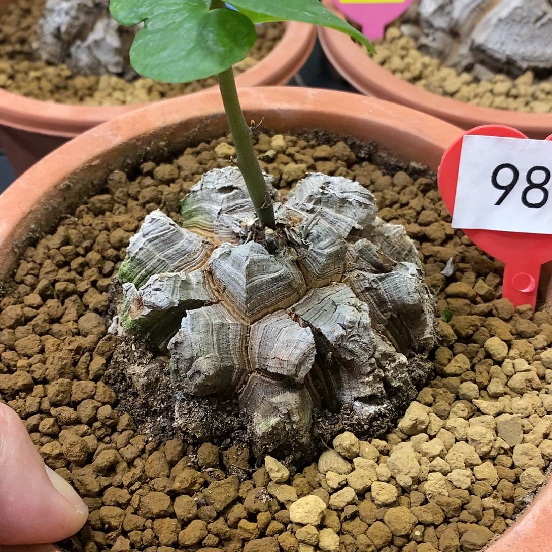 南非龟甲龙龟甲龙