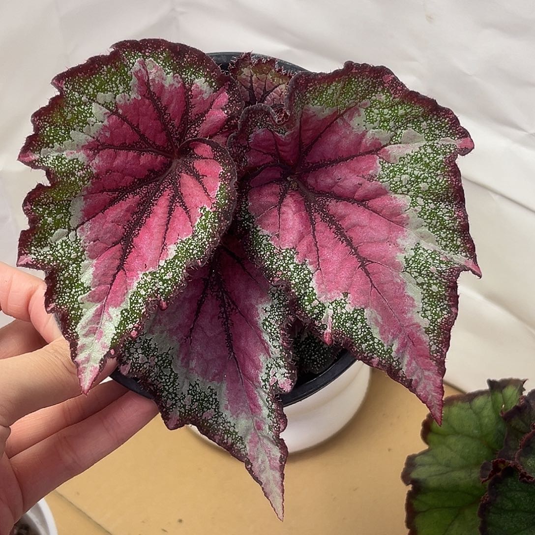 完全开放甜心风暴