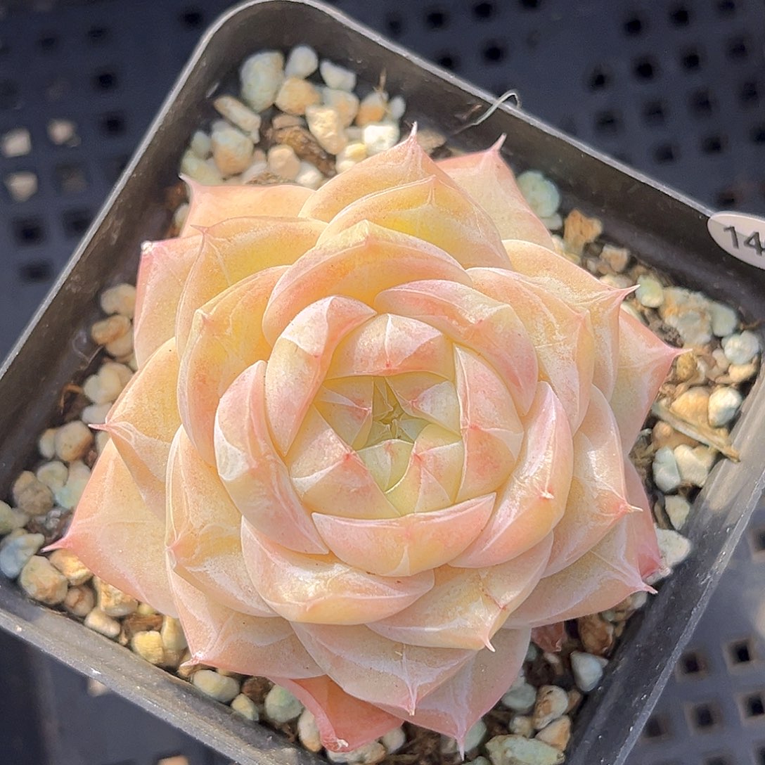 146一物一拍 夏末