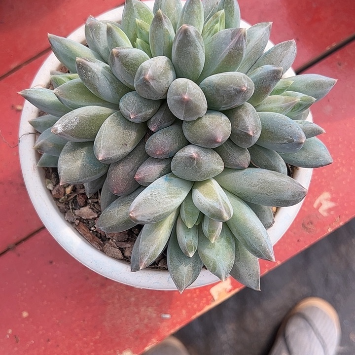 【闪购商品】永*里重楼群