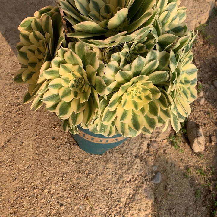 253迈巴赫多肉植物