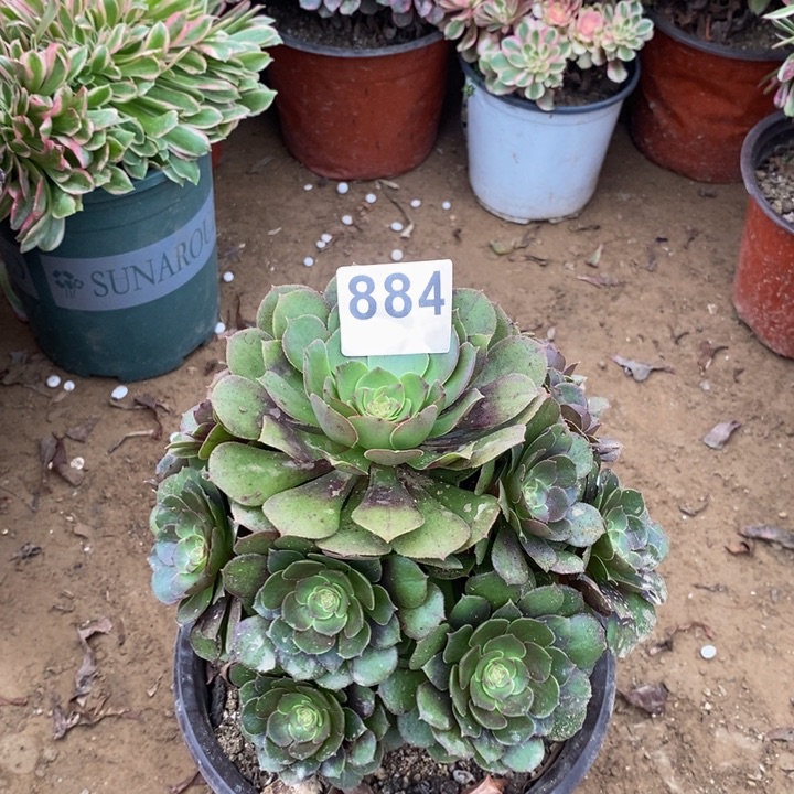 884万圣节手捧多肉