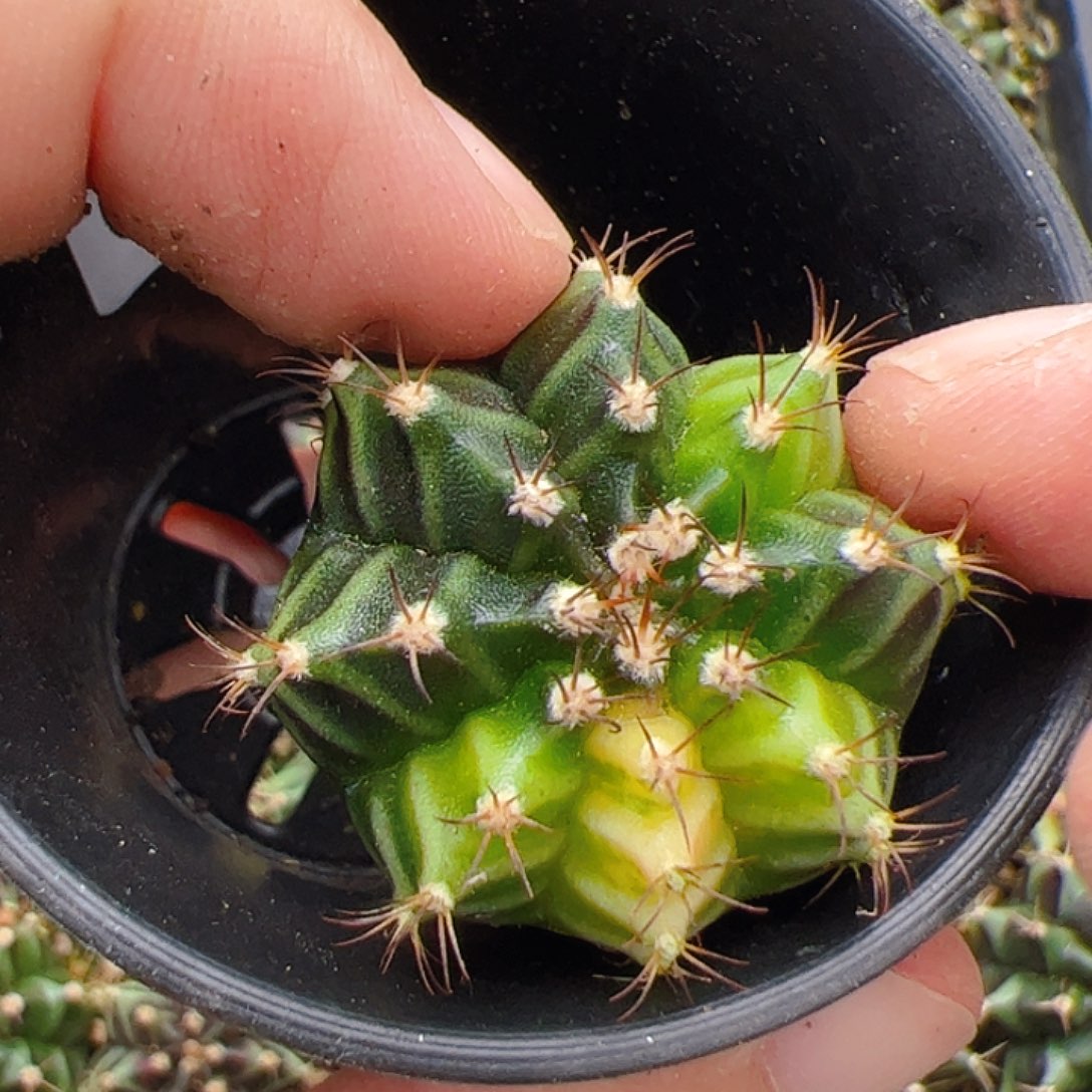 1***1当前无花栽培后可以开花895