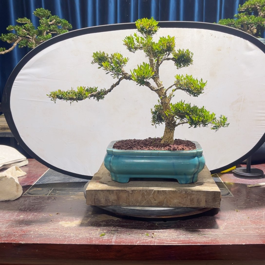 黄杨盆景老桩四季长青