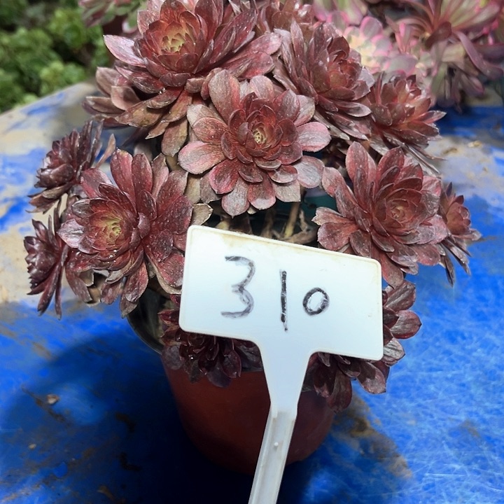 多肉植物黑膜法师