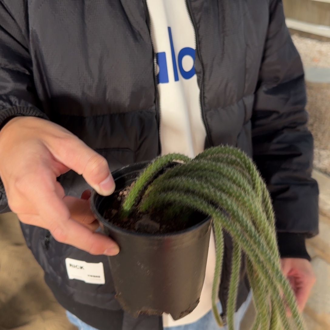 鼠尾仙人球裸根发货