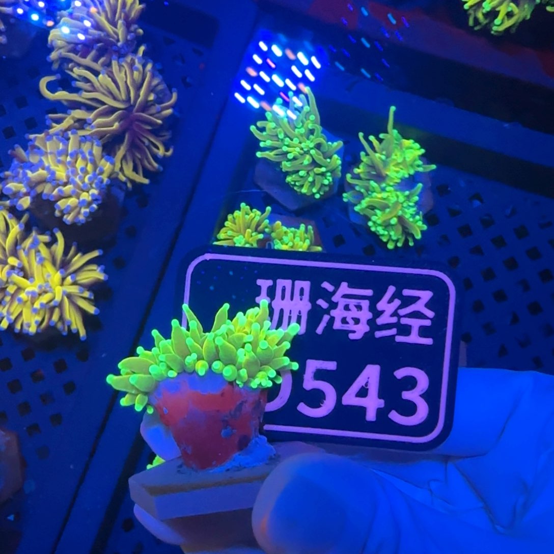 赵***他纽扣珊瑚又又不包邮有伤内包肉马斯特霓虹金D543