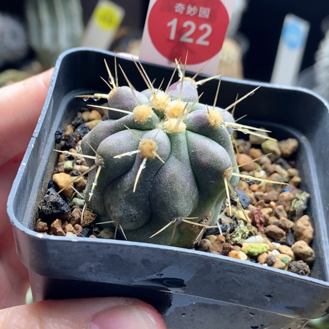 实生金刺鬼神针3.3cm侧面有斑