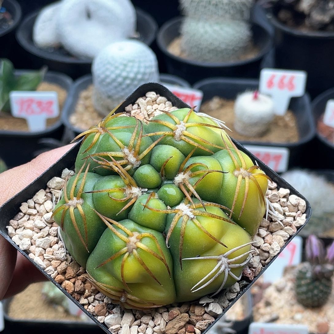 实生高木趴刺海王锦仙人球